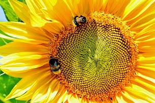 sunflower-1528868_1280