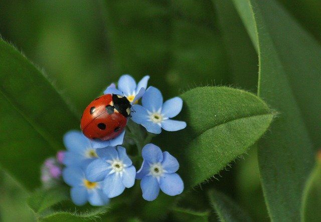 ladybug-308215_640